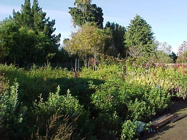 Young plants at the nursery. Cambridge Tree Trust